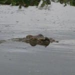 Secret du plus grand marécage des crocodiles du parc national de Cat Tien